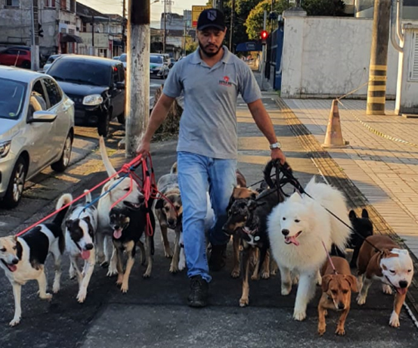 Adestramento de Cães em Santos | São Vicente | Guarujá | Cubatão | Praia Grande | Bertioga | Estilo Dog