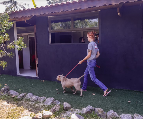 Adestramento de Cães em Santos | São Vicente | Guarujá | Cubatão | Praia Grande | Bertioga | Estilo Dog
