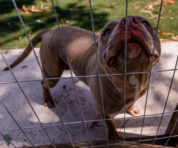 Adestramento de Cães em Santos | São Vicente | Guarujá | Cubatão | Praia Grande | Bertioga | Estilo Dog